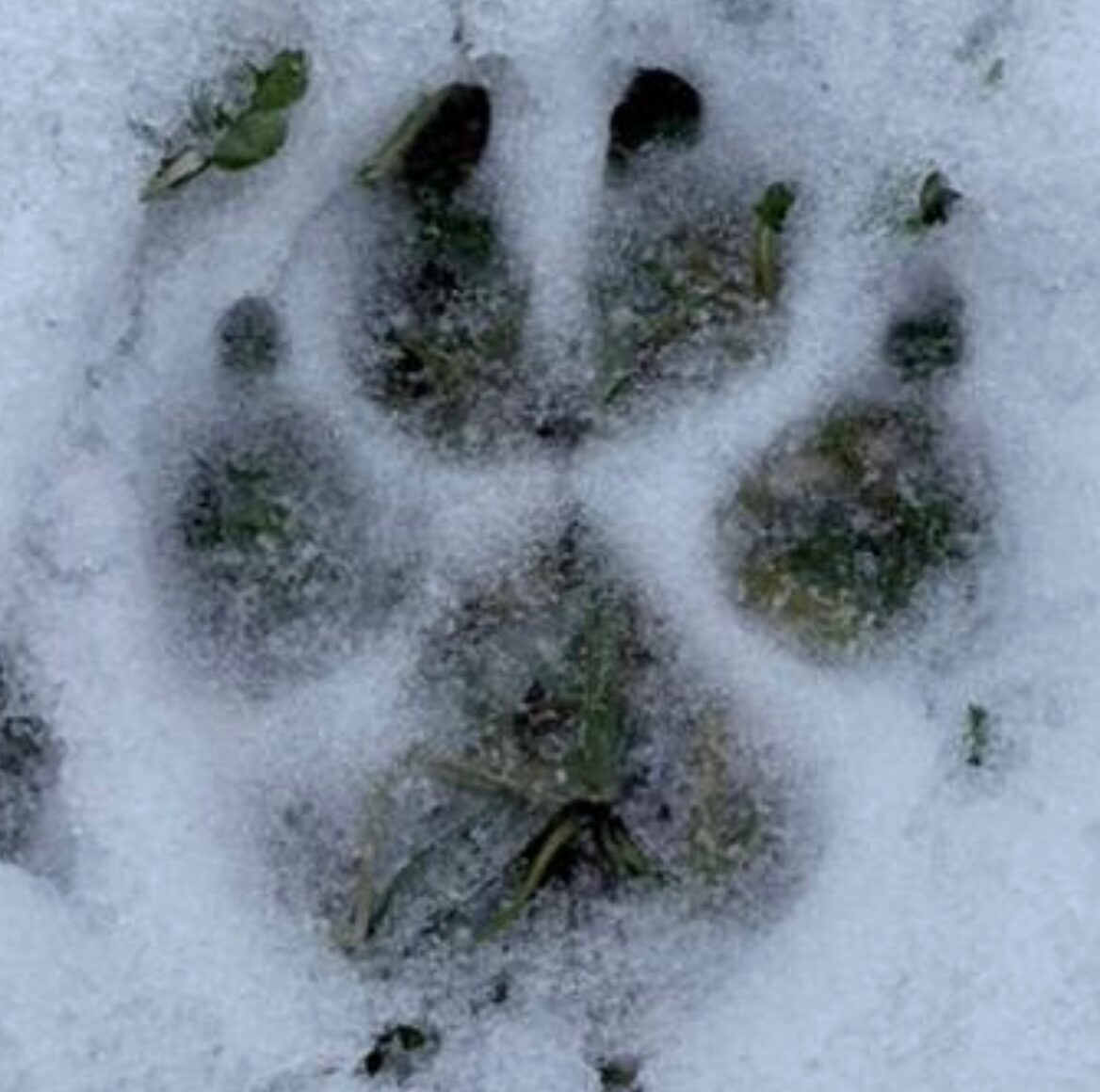 Стая волков пришла ночью в поселок Кааламо