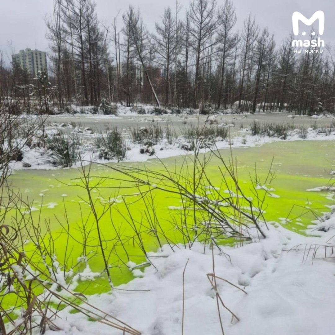 Жуткая неоновая жидкость залила озеро с утками рядом с Карелией