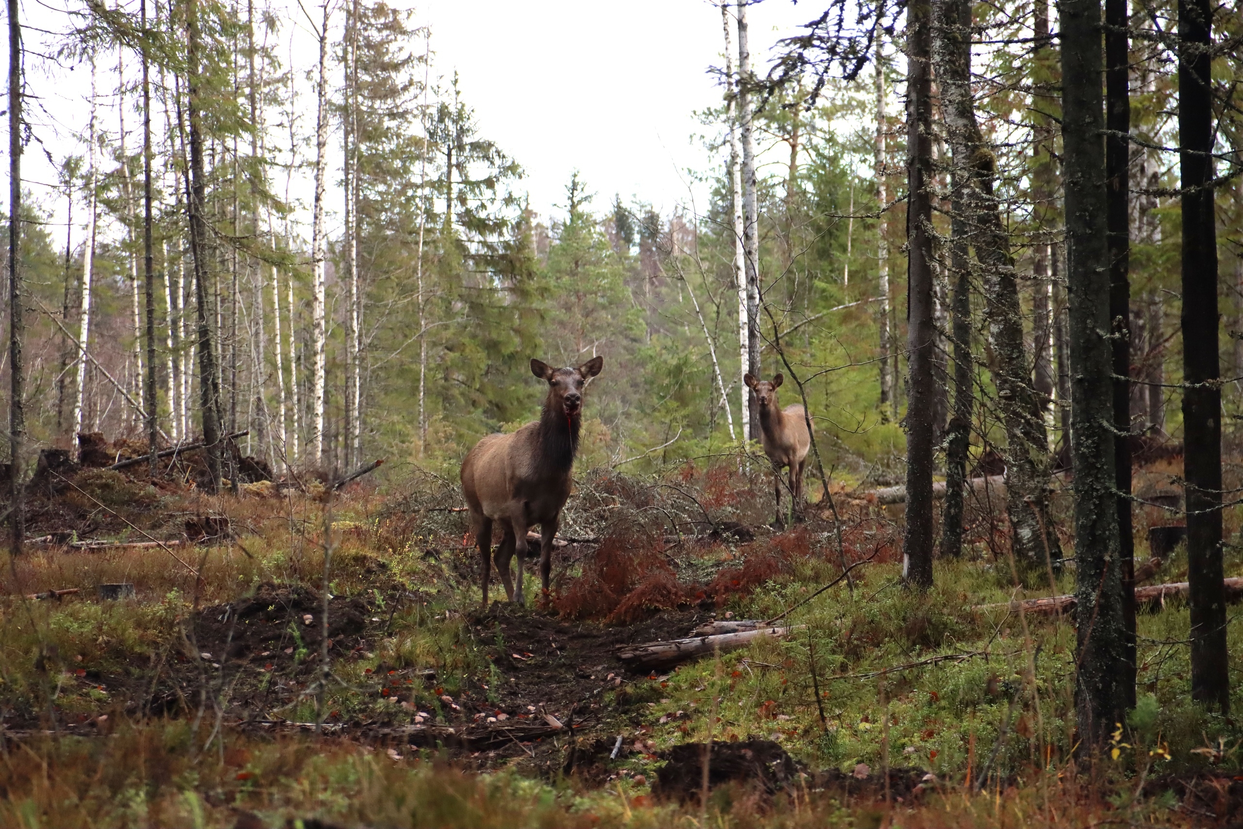 Раненого оленя заметили в лесах Карелии