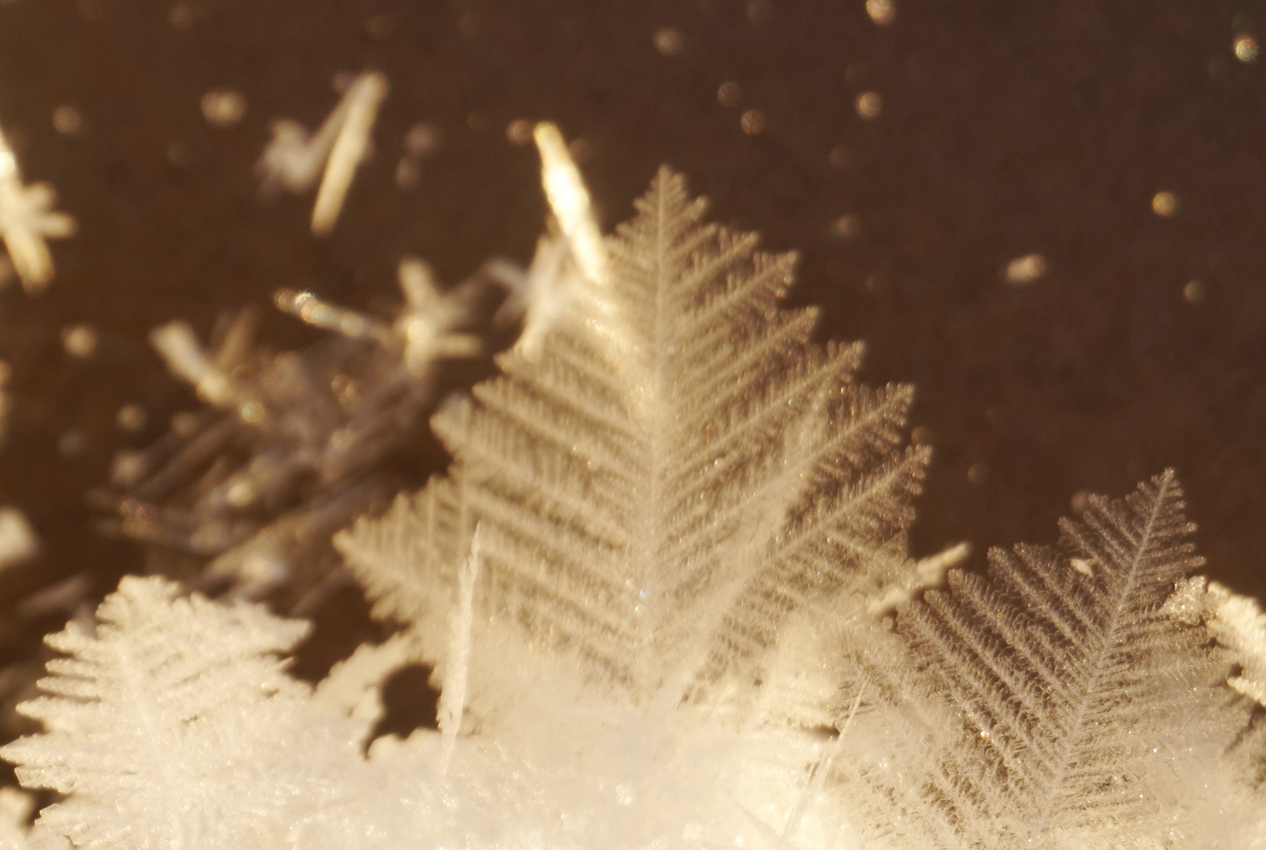 Ледяные цветы расцвели на озере в Карелии