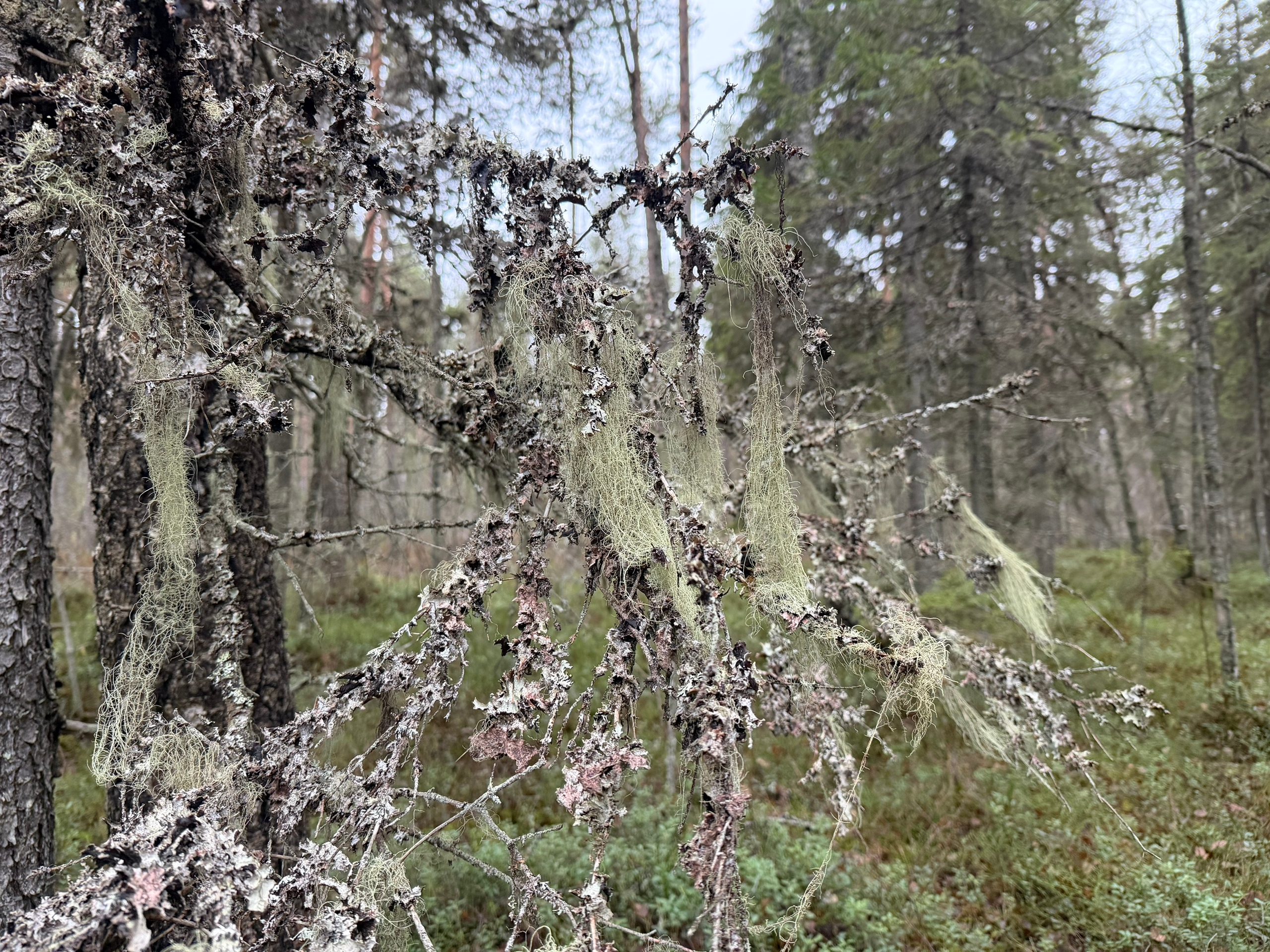 Стало известно, в каких лесах Карелии леший оставил свою бороду