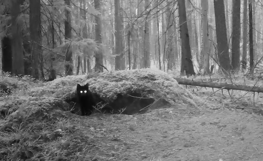 Неожиданный гость посетил жилище спящих барсуков