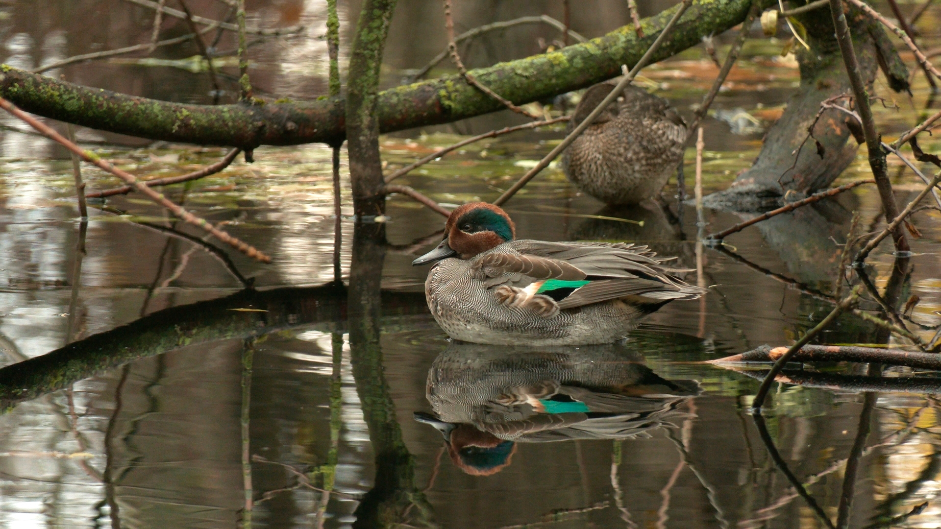 Самых маленьких речных уток встретили в соседнем с Карелией регионе во время миграции
