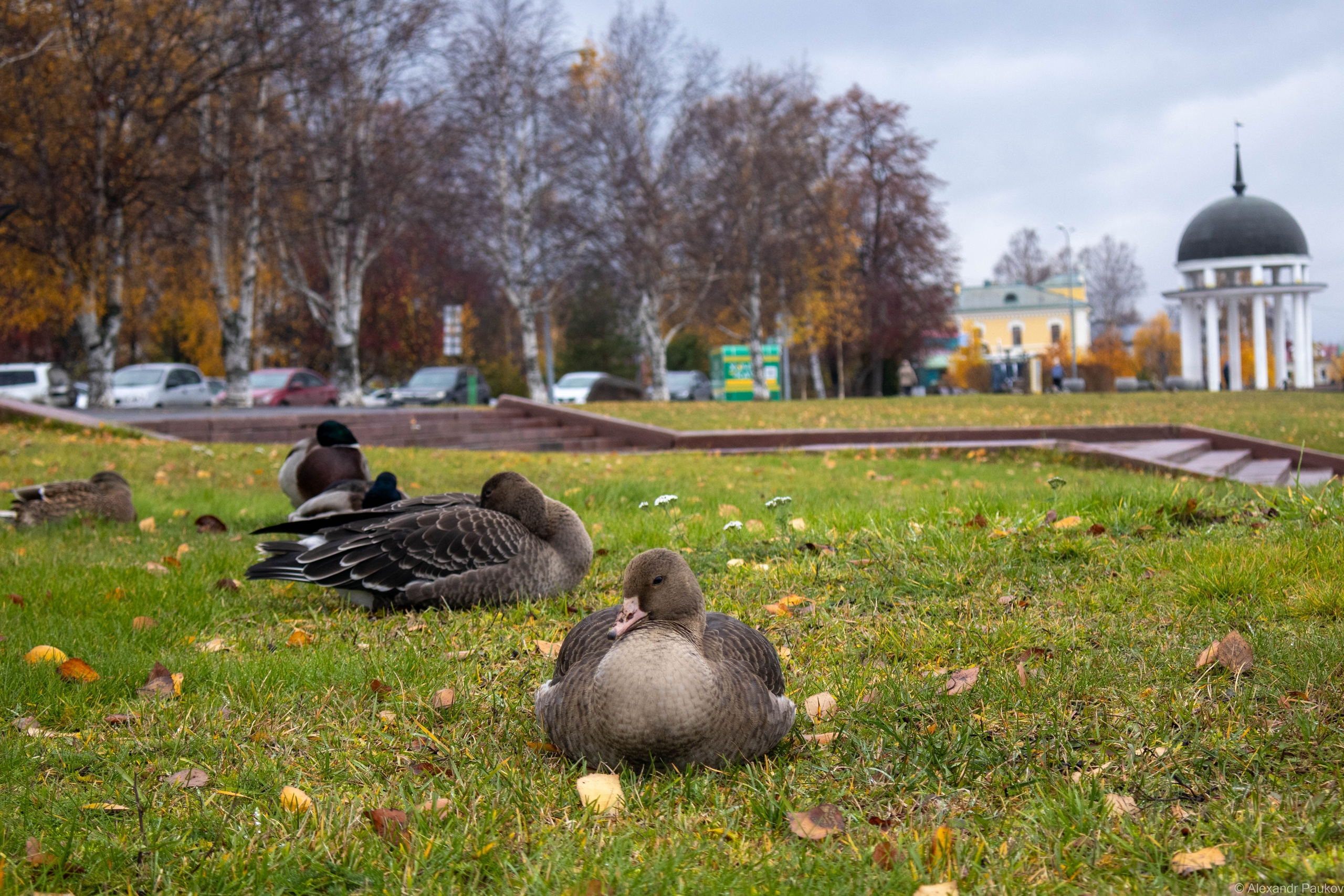 Гуси появились на набережной в Петрозаводске