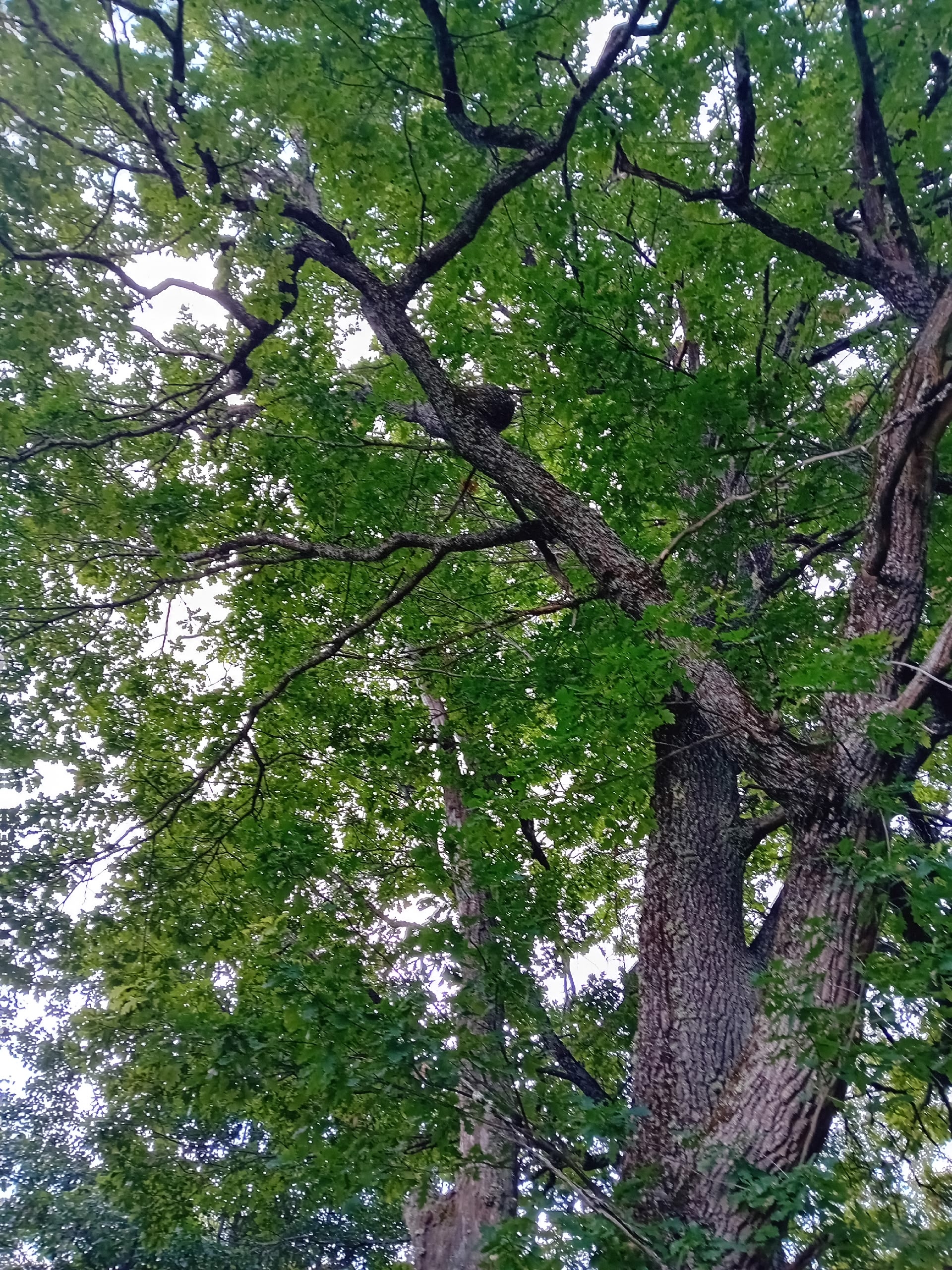 Уникальный дуб-долгожитель сохранился в музее Карелии