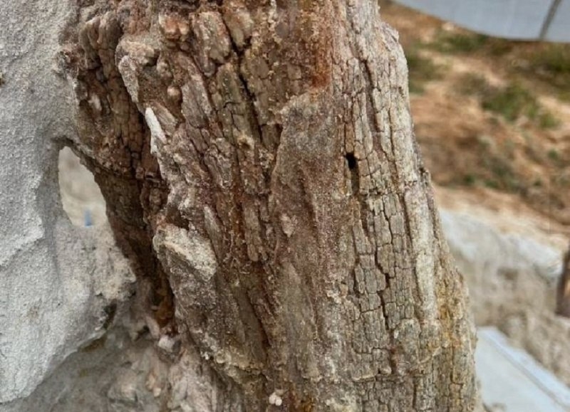 Ученые СПбГУ нашли уникальное дерево с корнями возрастом почти 400 миллионов лет