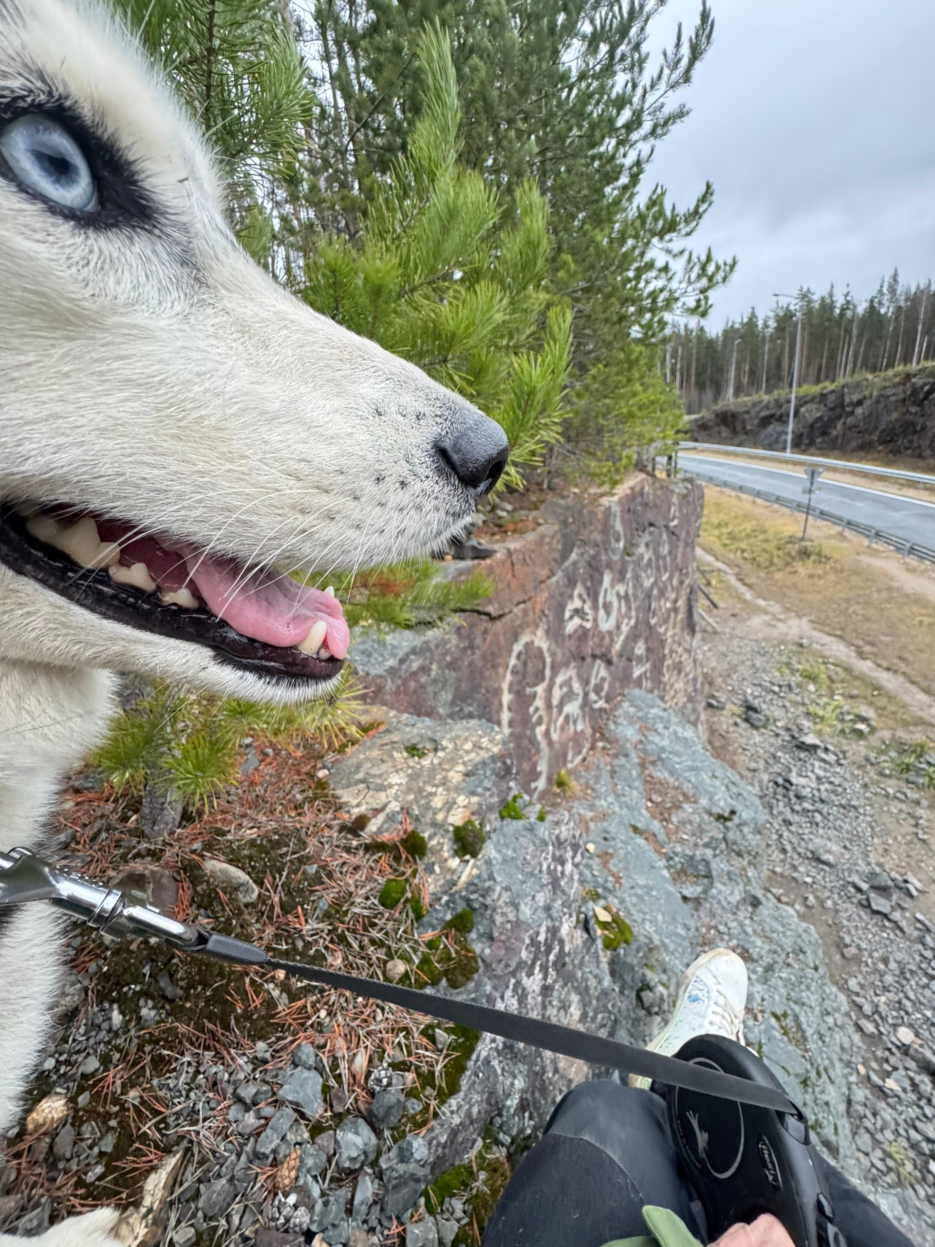 В Карелии собака по кличке Луна нашла «дракона» среди каменных зайцев