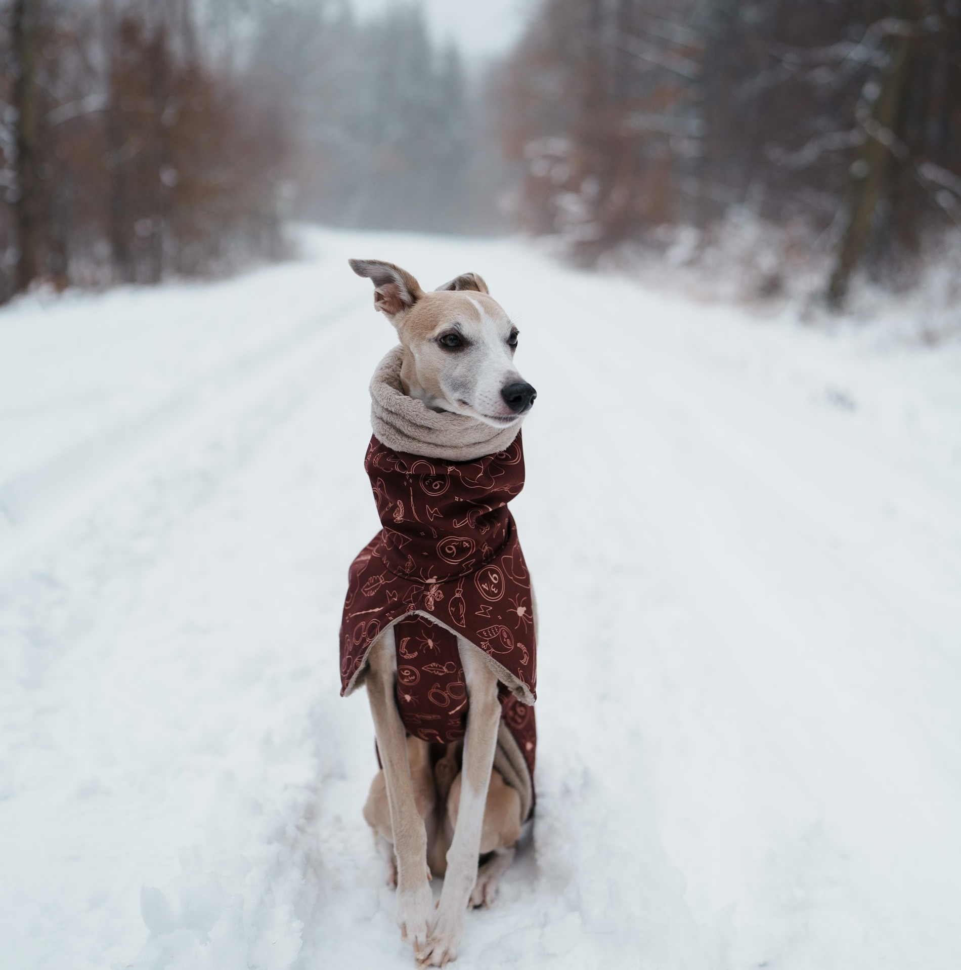 На севере - мороз, в столице - слякоть: погода в Карелии на 21 ноября