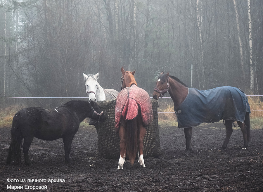 На «Диком Севере»: владелица конного клуба в Костомукше провела экскурсию по обновленному комплексу