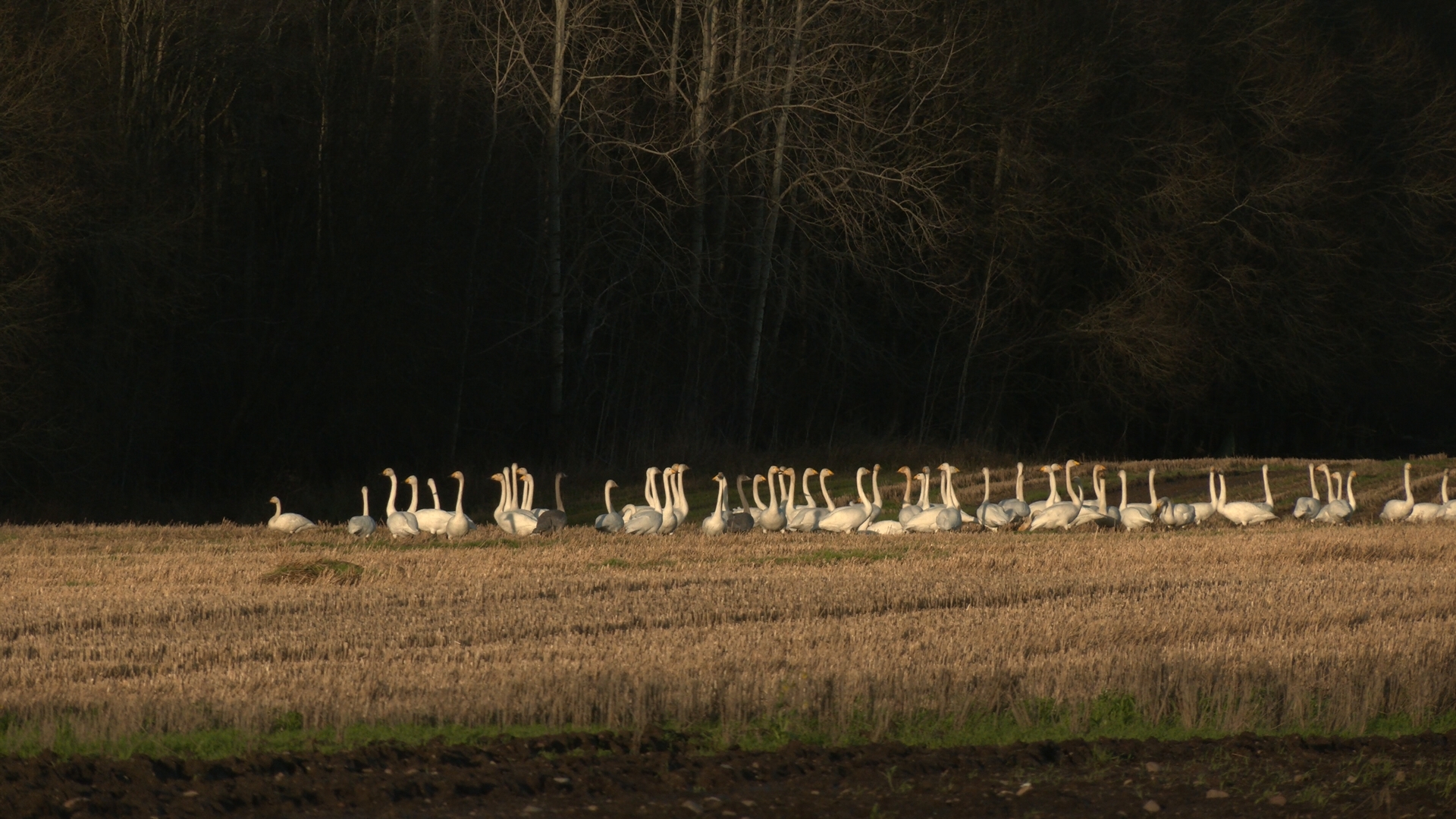 Лебединый транзит: полтысячи кликунов задержались в соседней от Карелии области