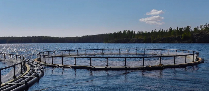 Карельские ученые разработали кормовую добавку-антистресс для рыб