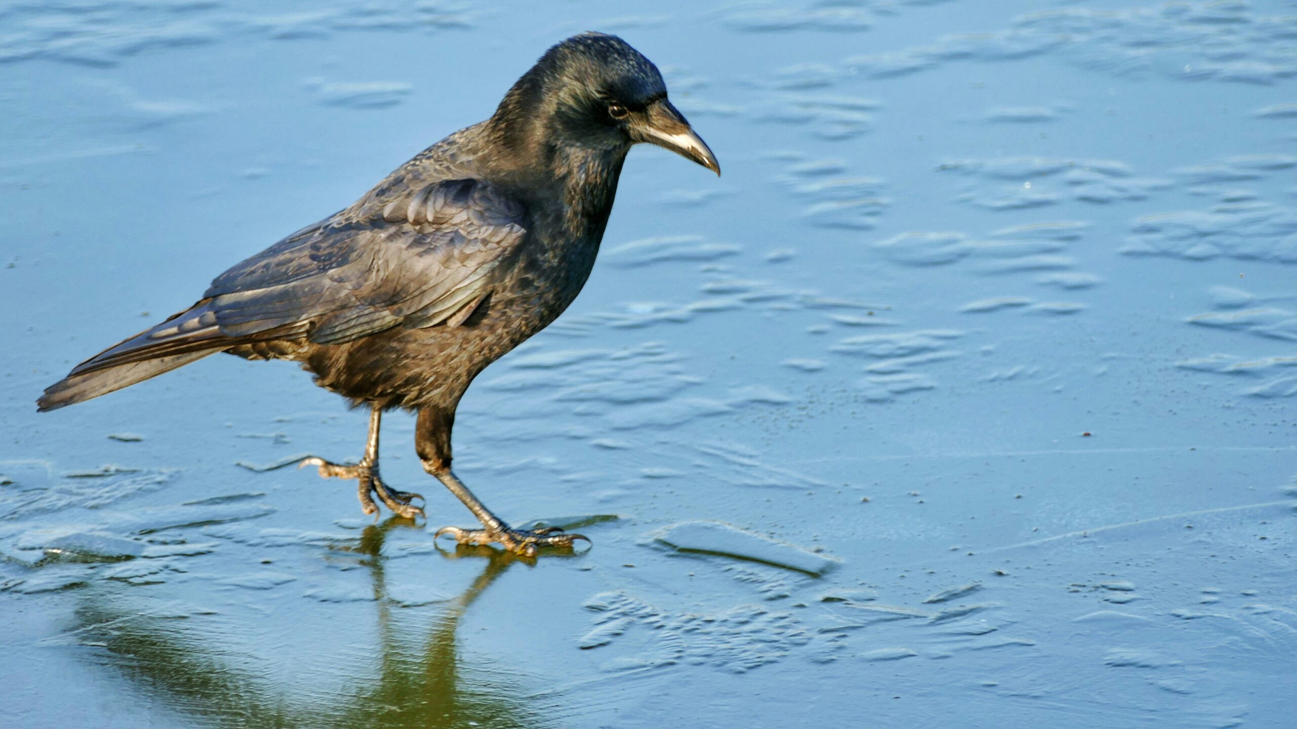 Погода на понедельник: время примерять зимнюю одежду