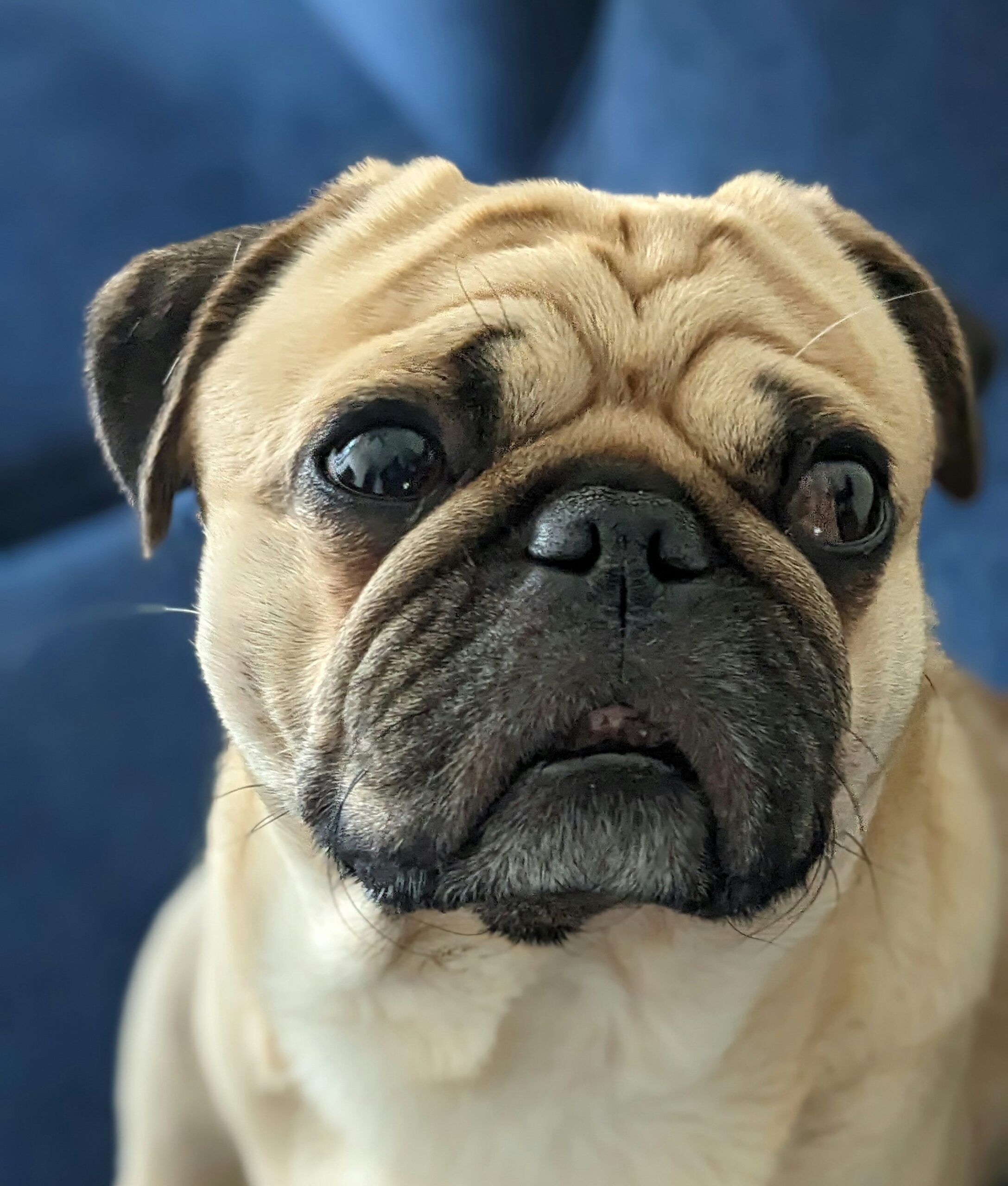 Собачья революция: морщины и плоские морды объявлены вне закона