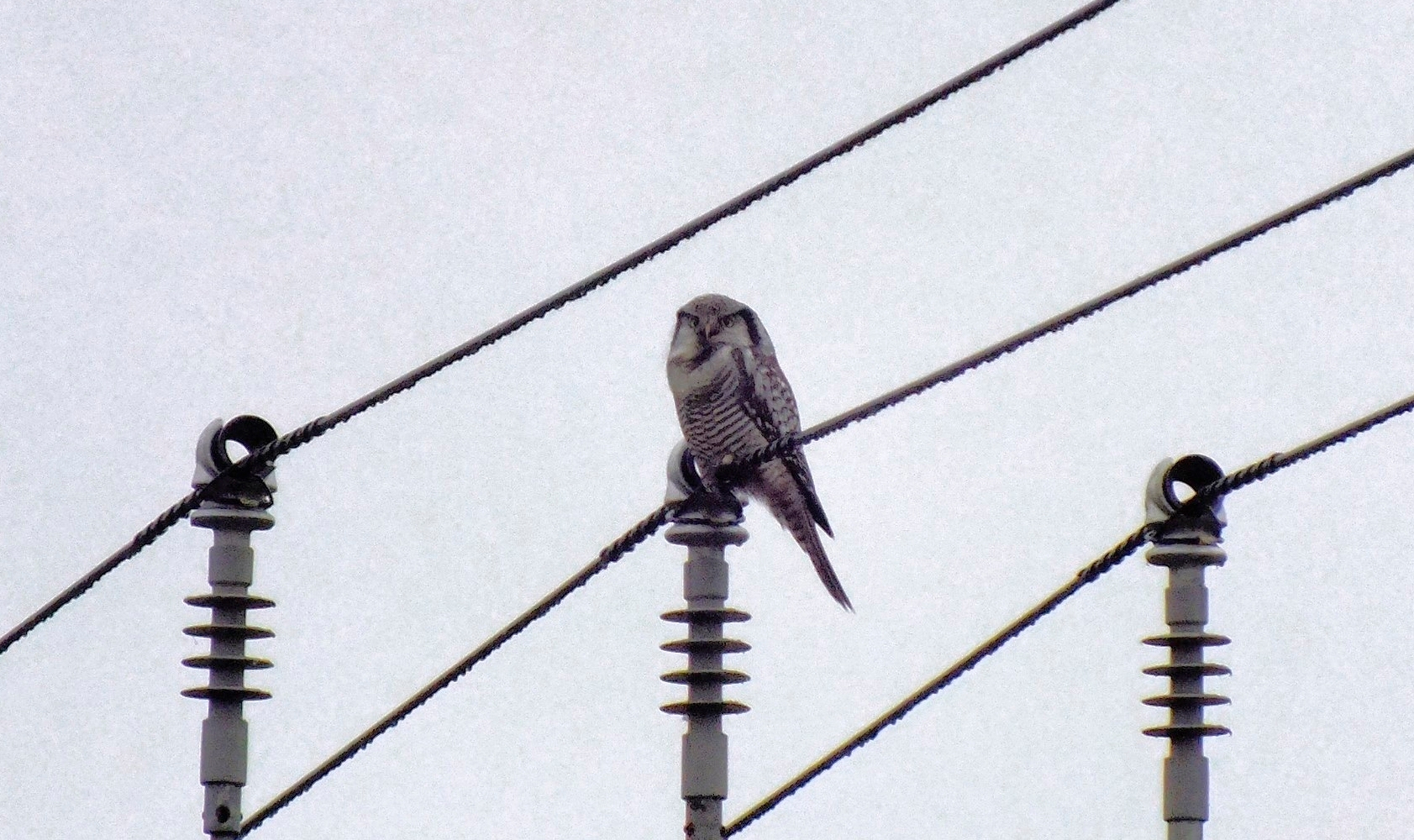 Редкую ястребиную сову сфотографировали школьники в Ленобласти