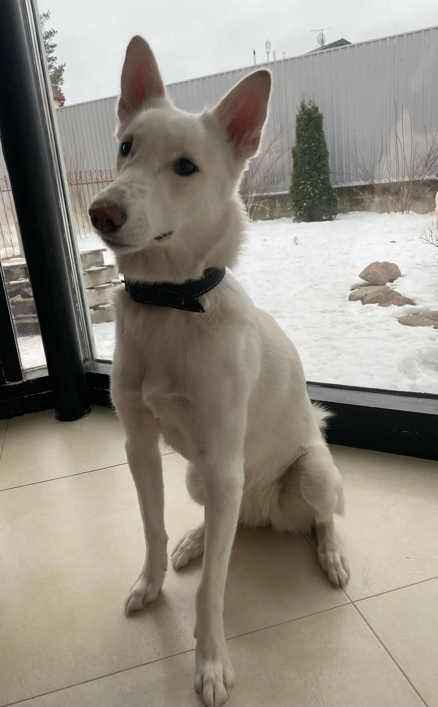 Пропала собака при пожаре в таунхаусе на Древлянке, где пострадали беременная, ребенок и еще одна женщина