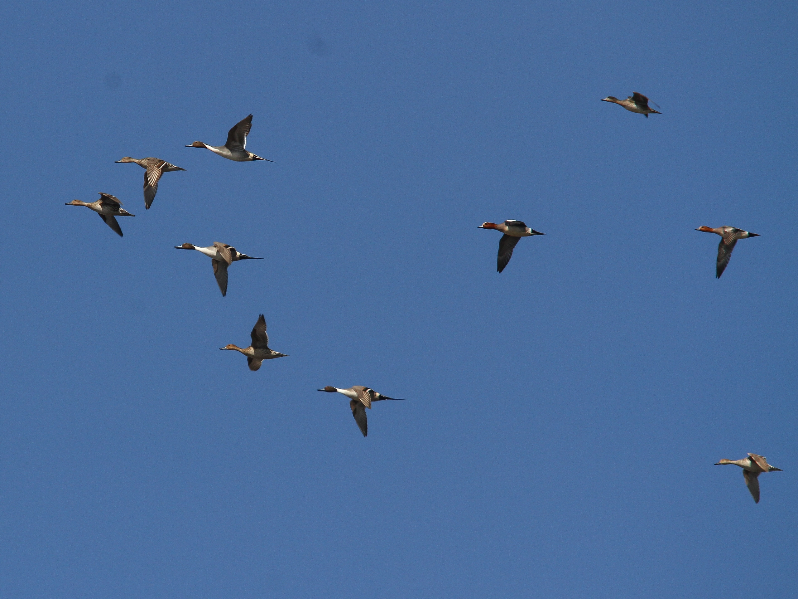Орнитологи объяснили почему осенью в небе можно увидеть тысячи птиц