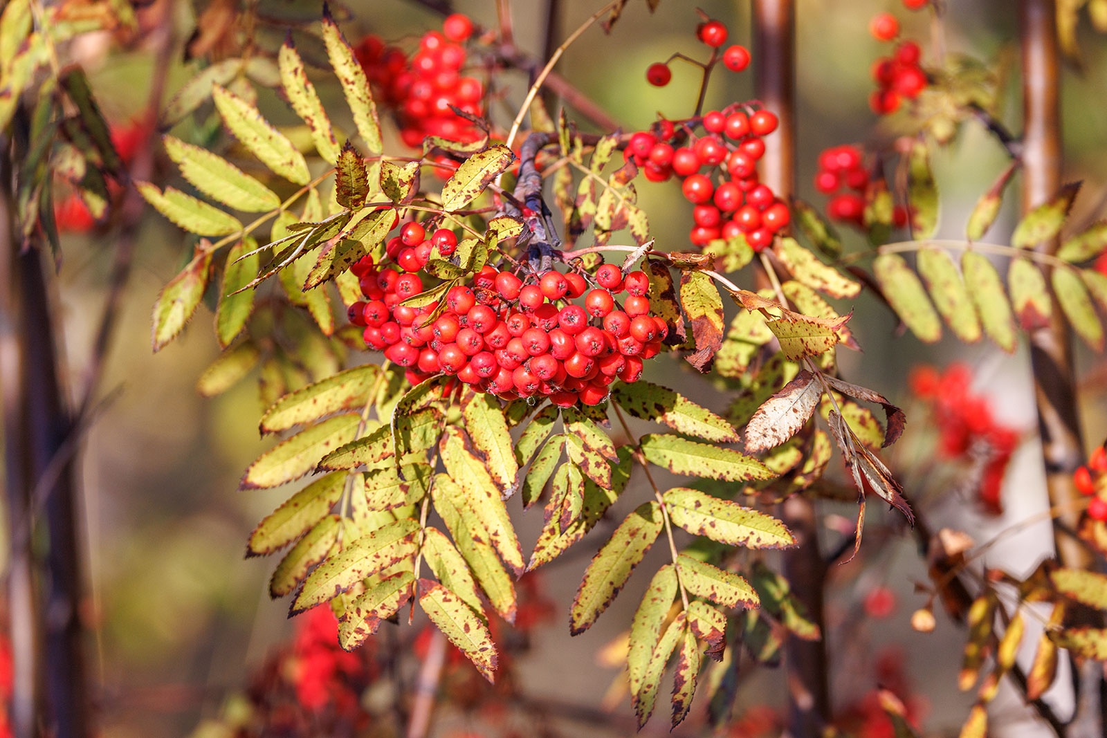 Синоптики рассказали о погоде в Карелии на понедельник