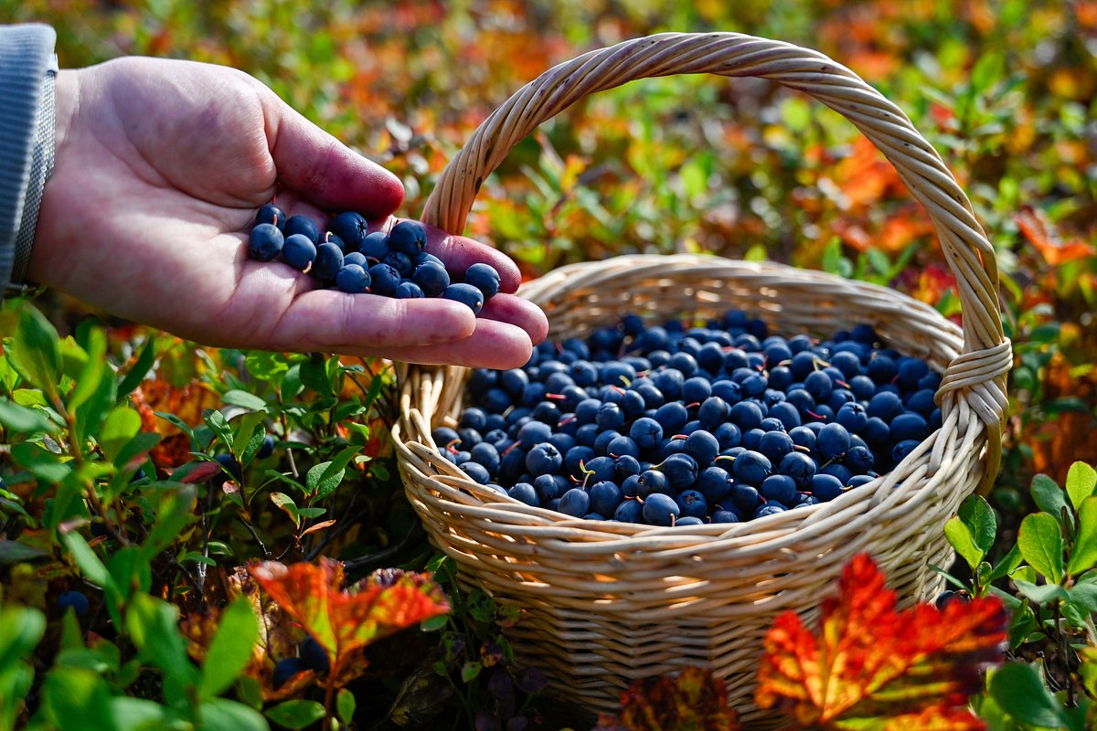 Арктические дикоросы могут принести экономике России 1,5 триллиона рублей