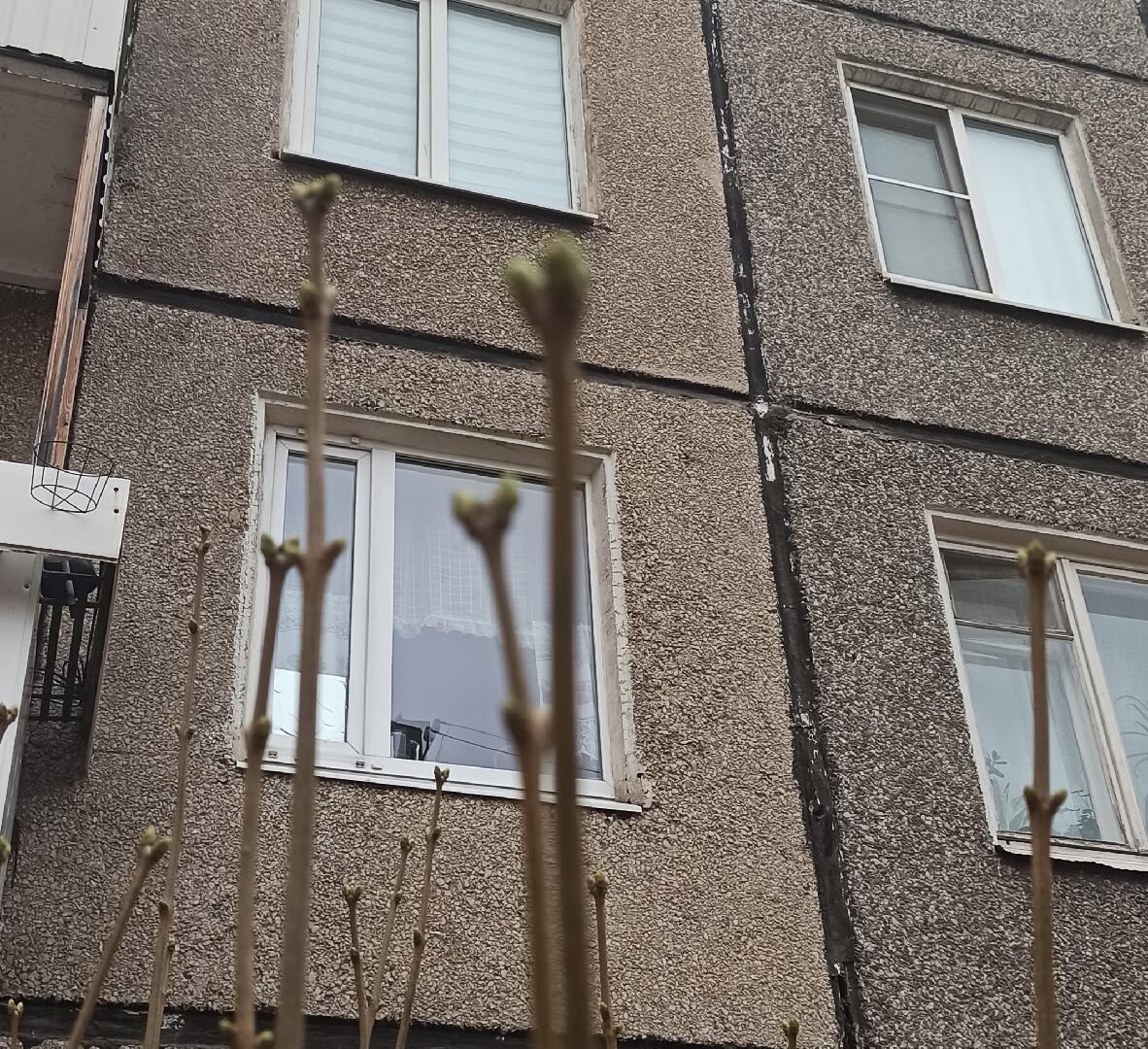 Почки на кустах распустились в Петрозаводске