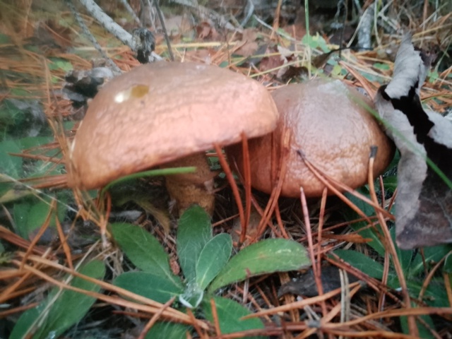 У грибного сезона в Карелии открылось второе дыхание