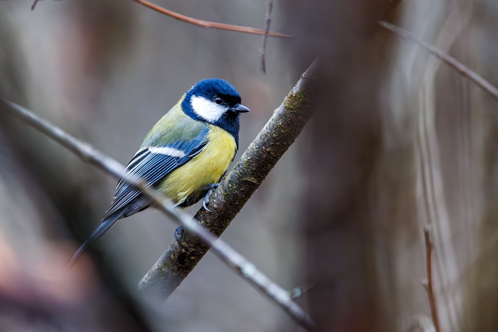 Синоптики рассказали о погоде в Карелии на понедельник