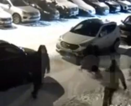 Третье нападение бойцовской собаки на людей и животных произошло в Петрозаводске