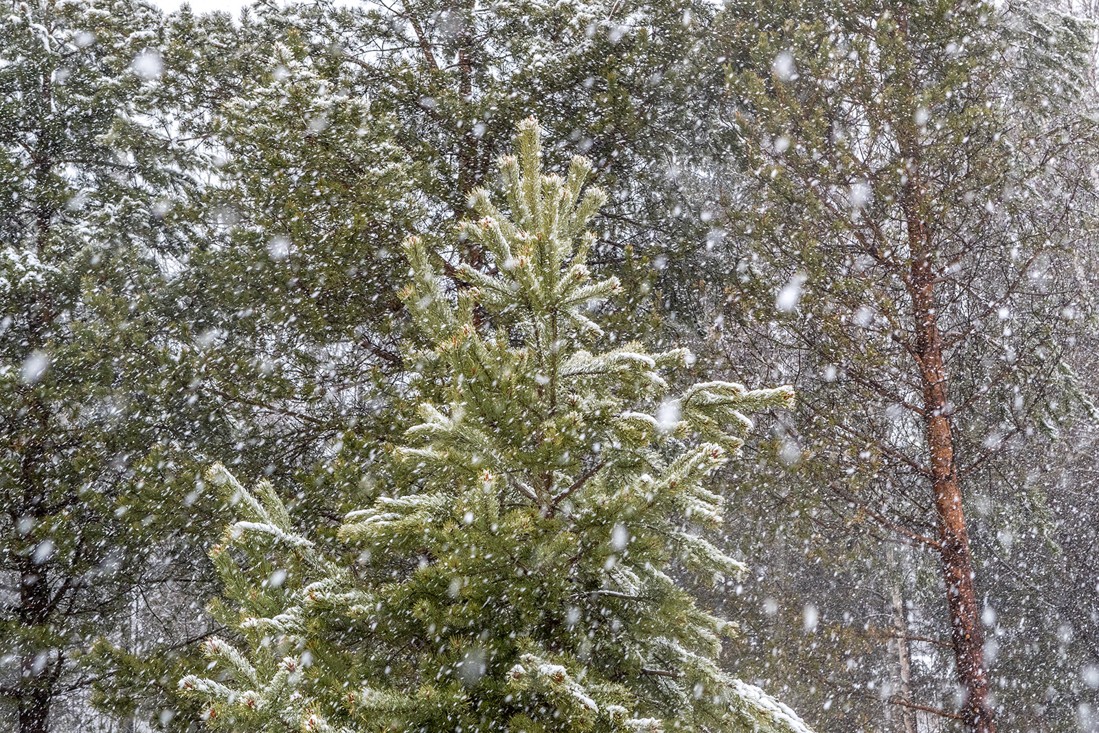 Снегопады обрушатся на Северо-Запад России