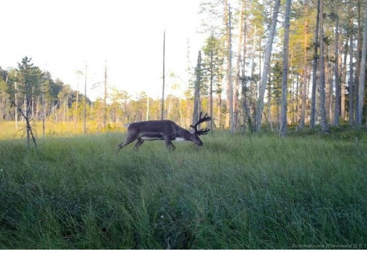 Жители Карелии выступили за сохранение первозданной тайги на границе с Финляндией