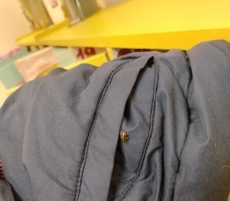 Дети принесли тараканов в карманах из детского сада в Петрозаводске