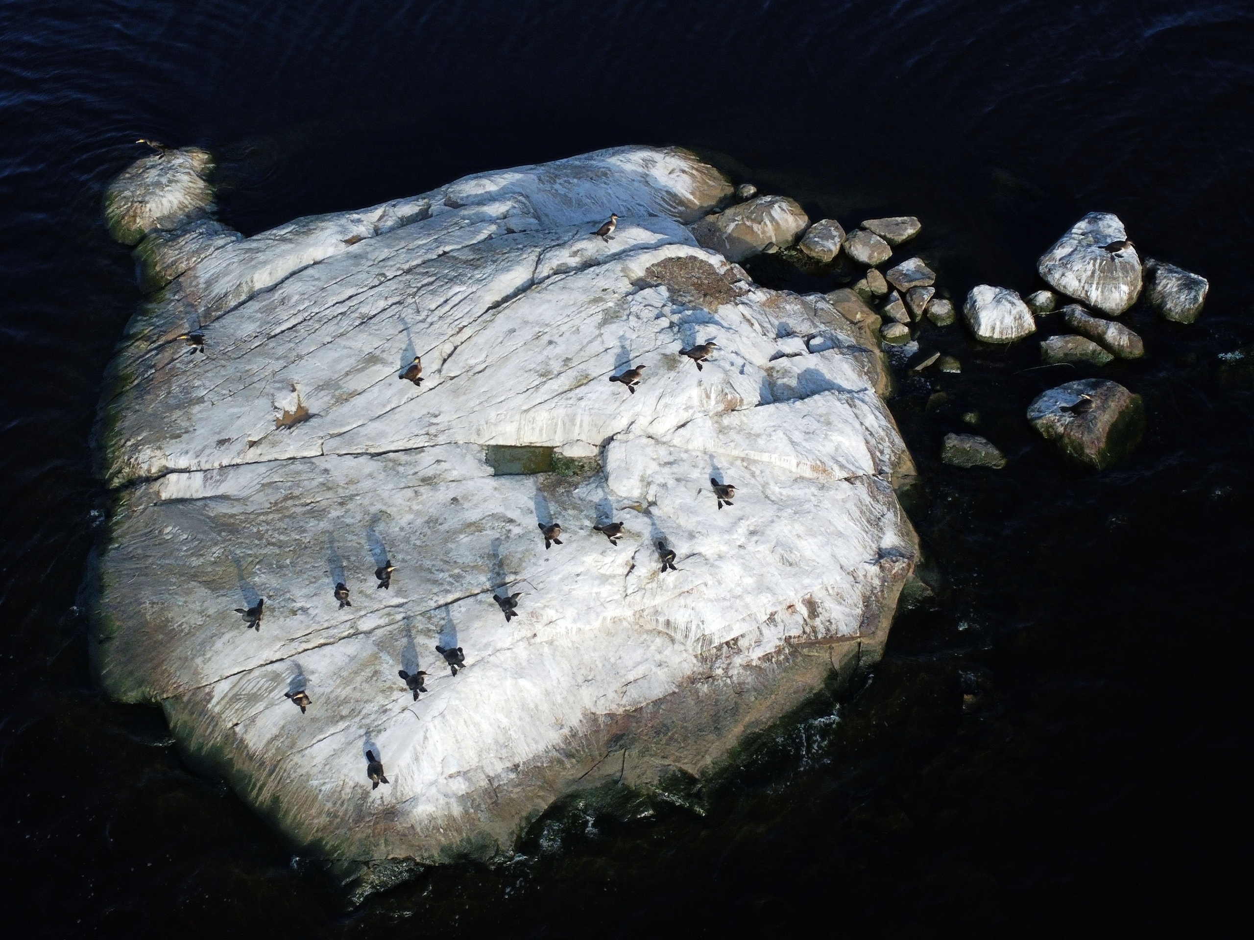 Ладожских «пингвинчиков» запечатлели в Карелии