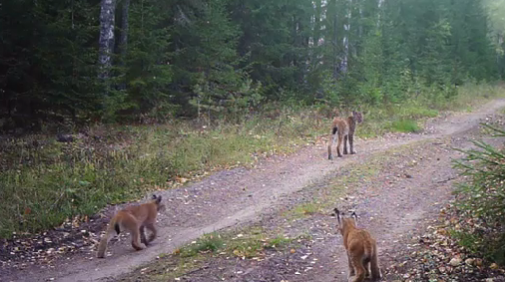 Рысята устроили игры в лесном заповеднике