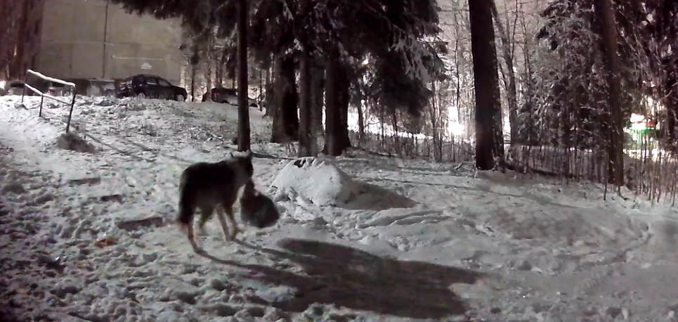 В Костомукше оставленный мусор привлек хищника