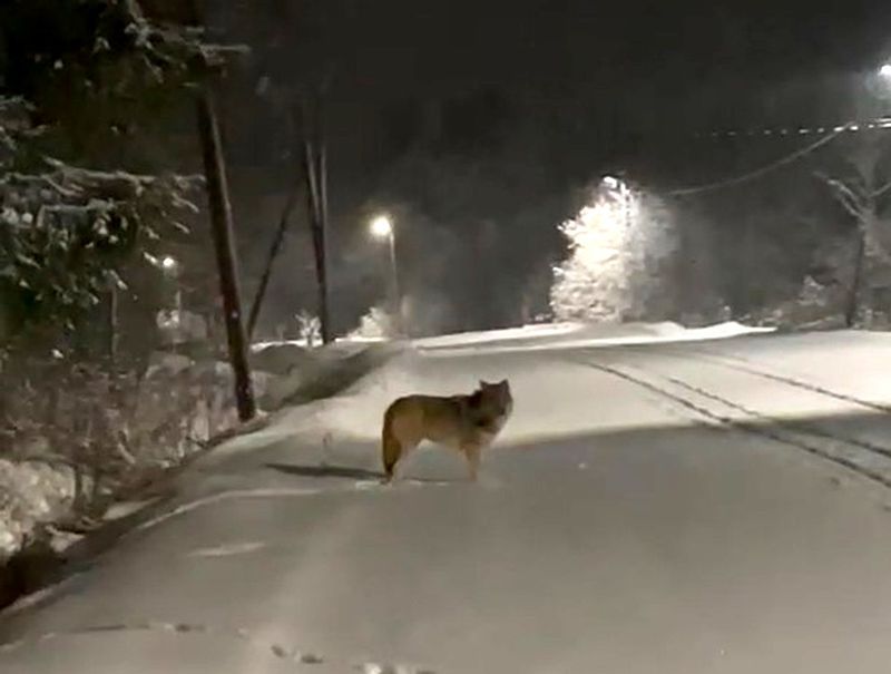 Застрелили волка, кошмарившего жителей посёлка Матросы