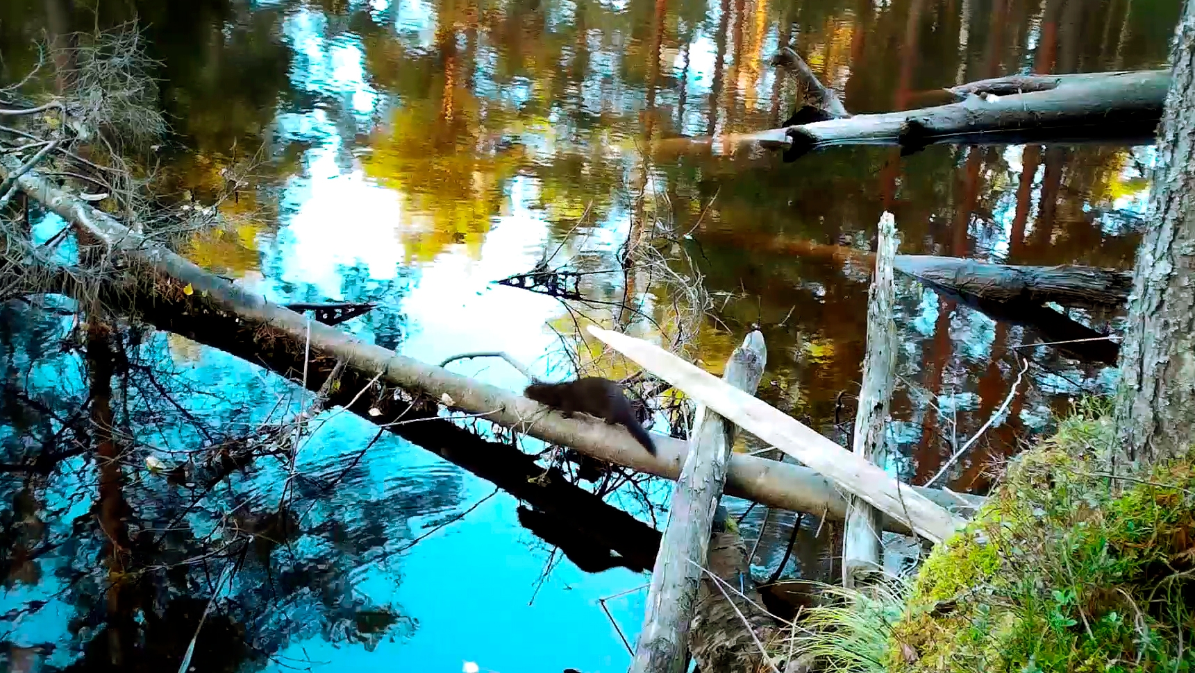 Американская норка покрасовалась на камеру в Нижне-Свирском заповеднике