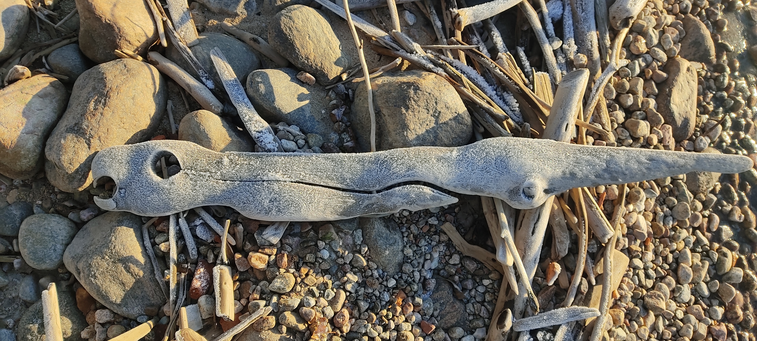 Необычную находку обнаружили на берегу озера в Карелии