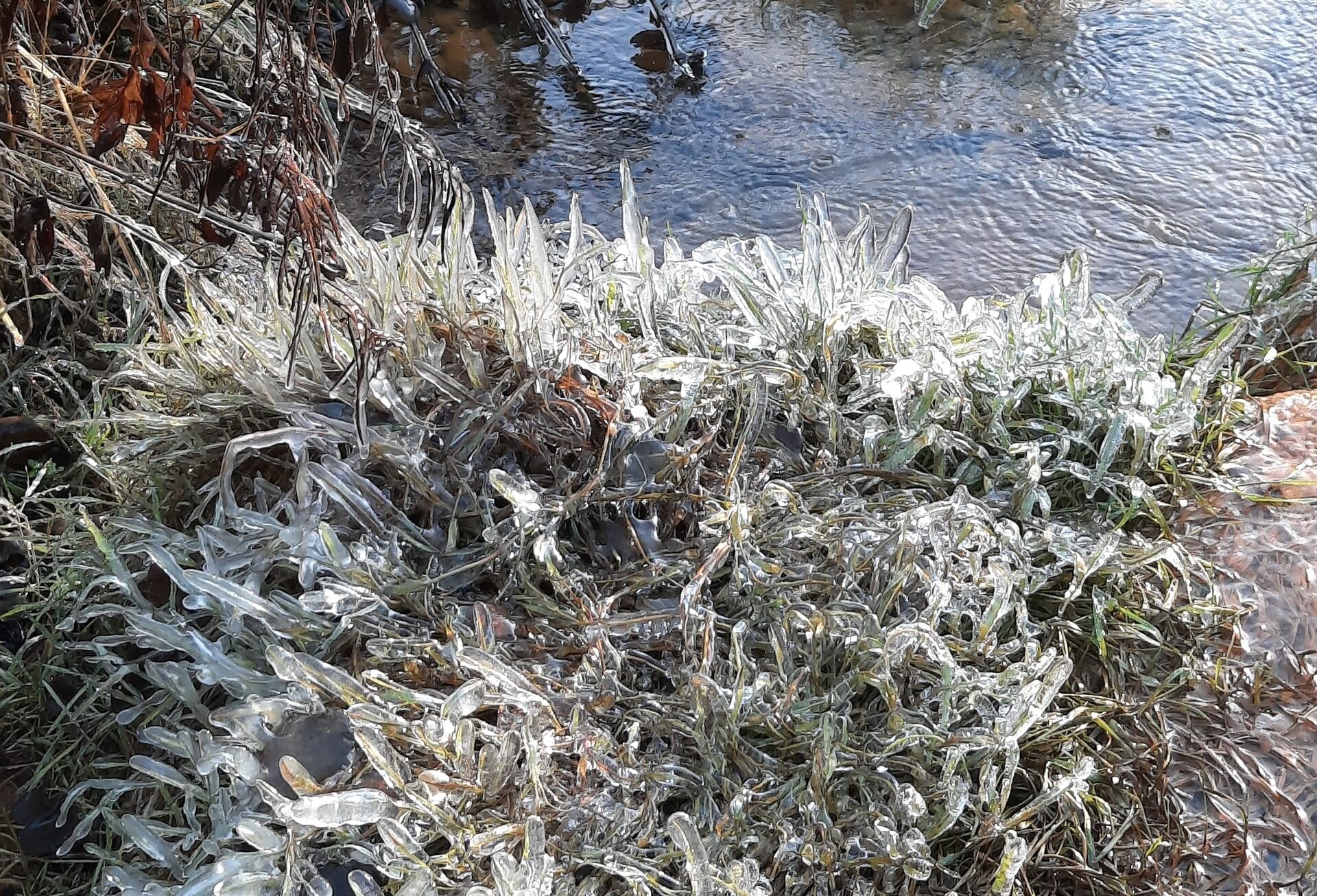 Растительность обледенела на Фонтанах в Петрозаводске
