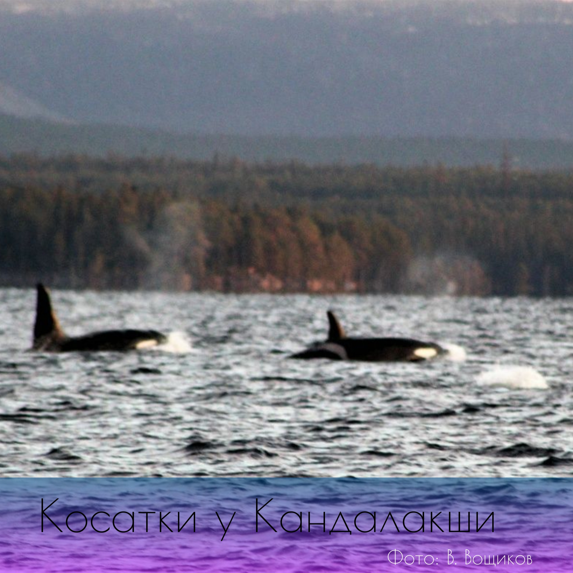 Стаю касаток увидели в Кандалакшском заливе