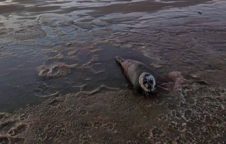 Раненого тюленя, пострадавшего от нападения собак, спасли в Мурманской области