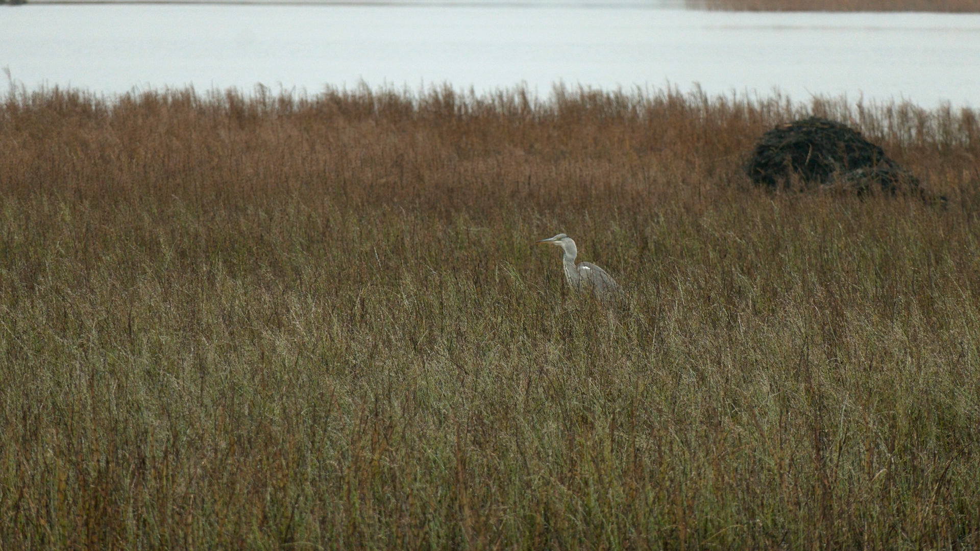 Серые цапли задержались на озере в Ленинградской области из-за аномально теплой осени