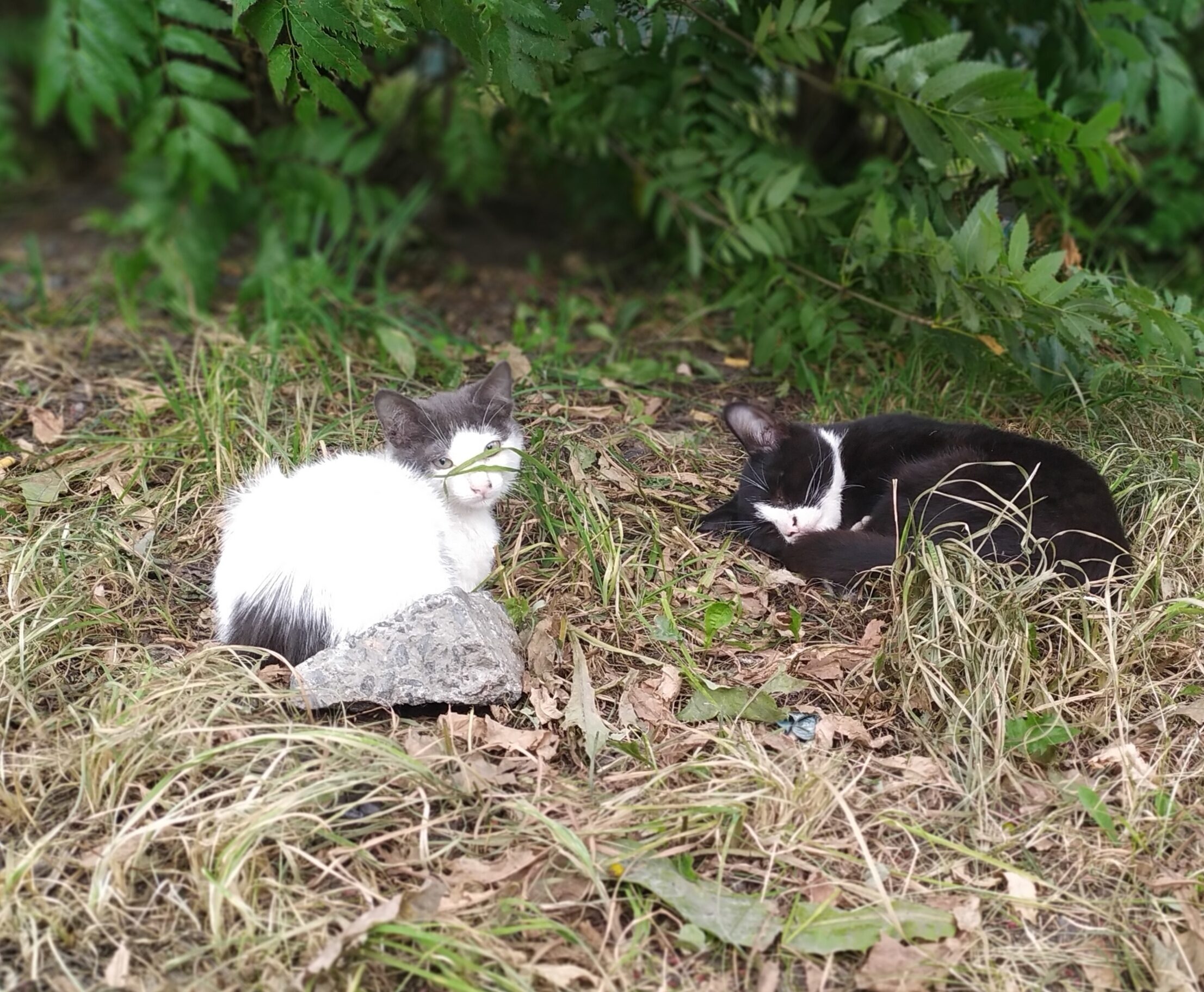 Стайки живых душ: жители Древлянки выносят на мороз десятки котят