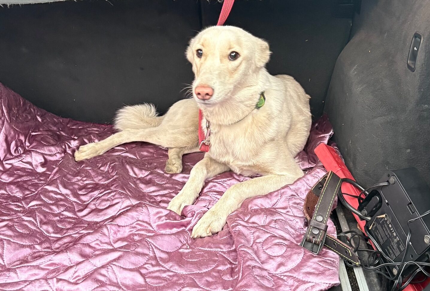 Хозяева отказались от собаки Ума, которую нашли волонтёры после пожара в таунхаусе в Петрозаводске