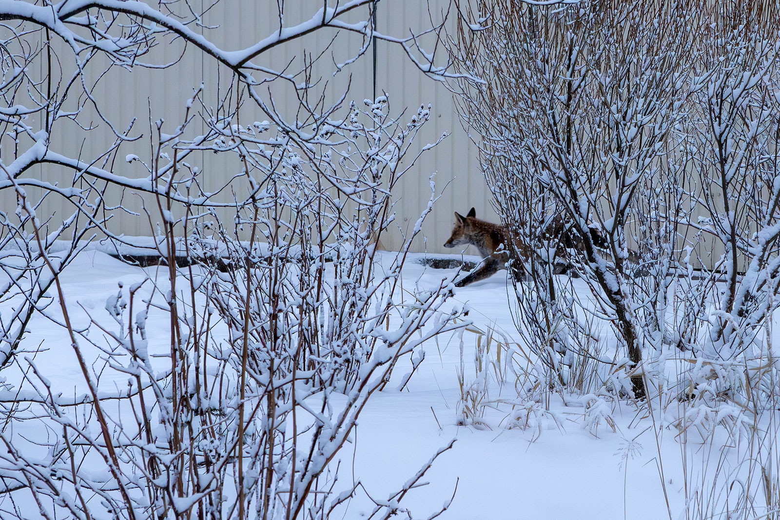 Лисица проверяла сыр и тесто у жителя Карелии