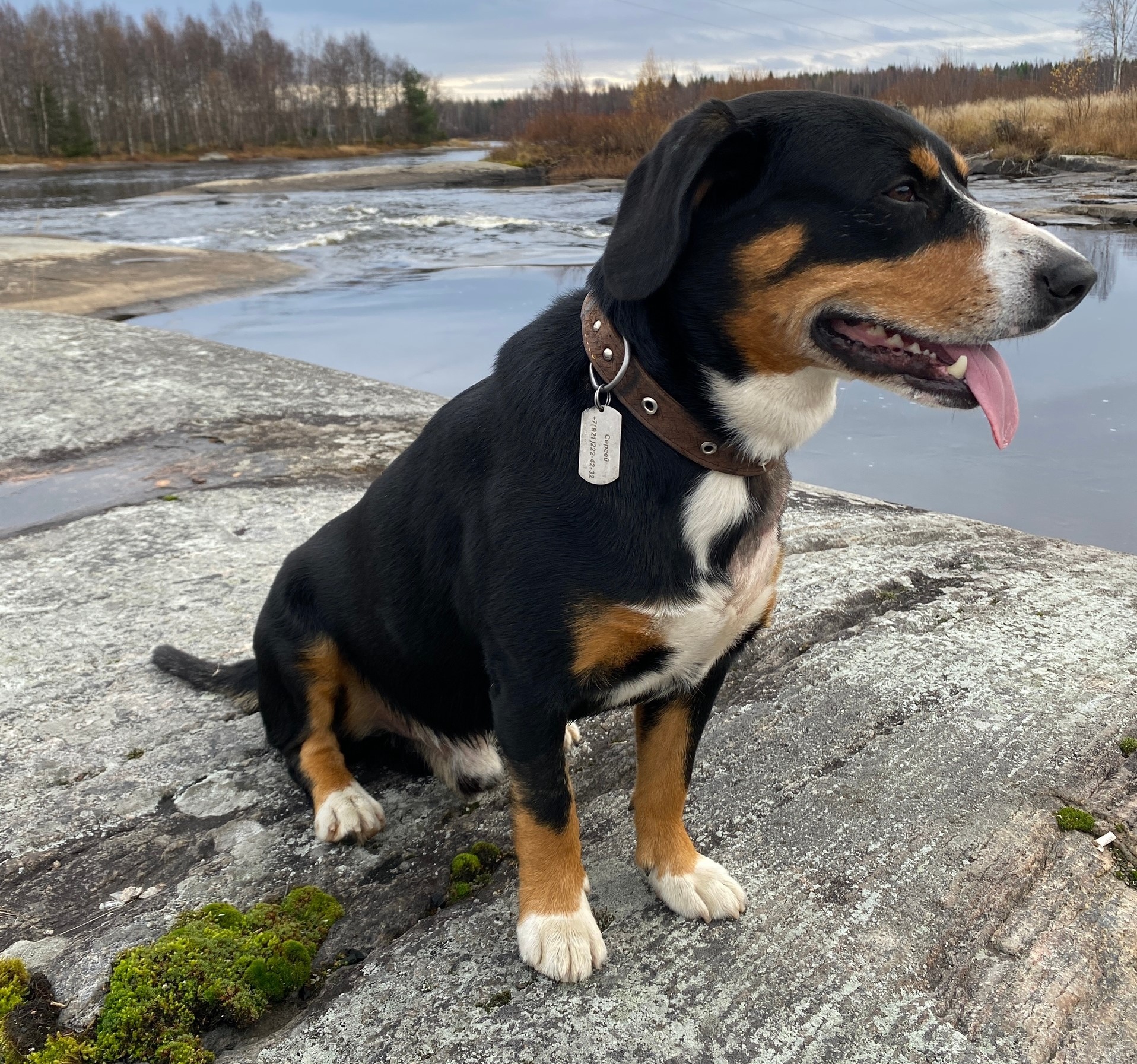 В Беломорске ищут пропавшего пса Курта за вознаграждение в 50 000 рублей