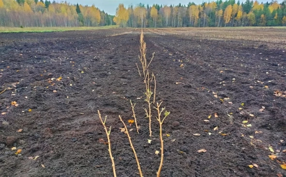 Карелия - вторая в России по выдаче лесных «Арктических гектаров»