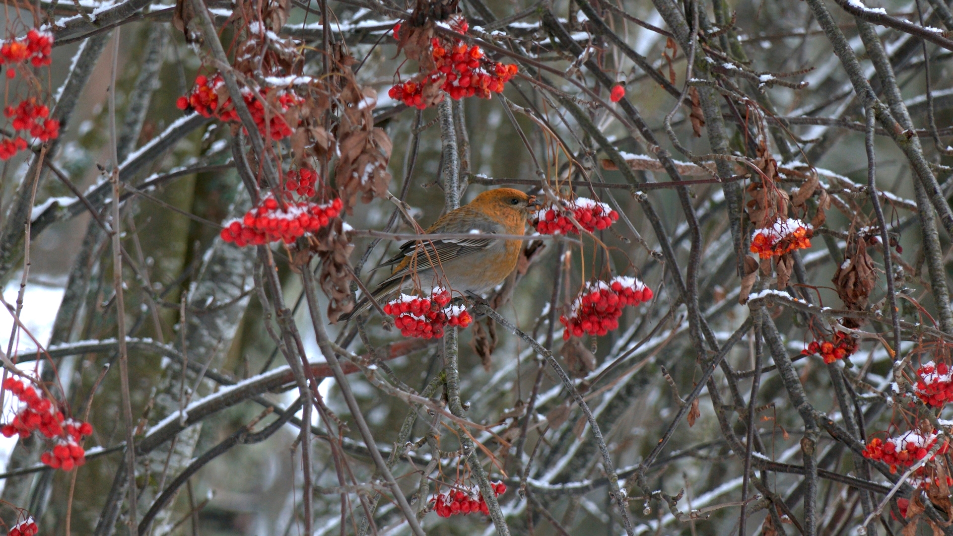 Ярких «северных попугаев» заметили в лесах под Петербургом