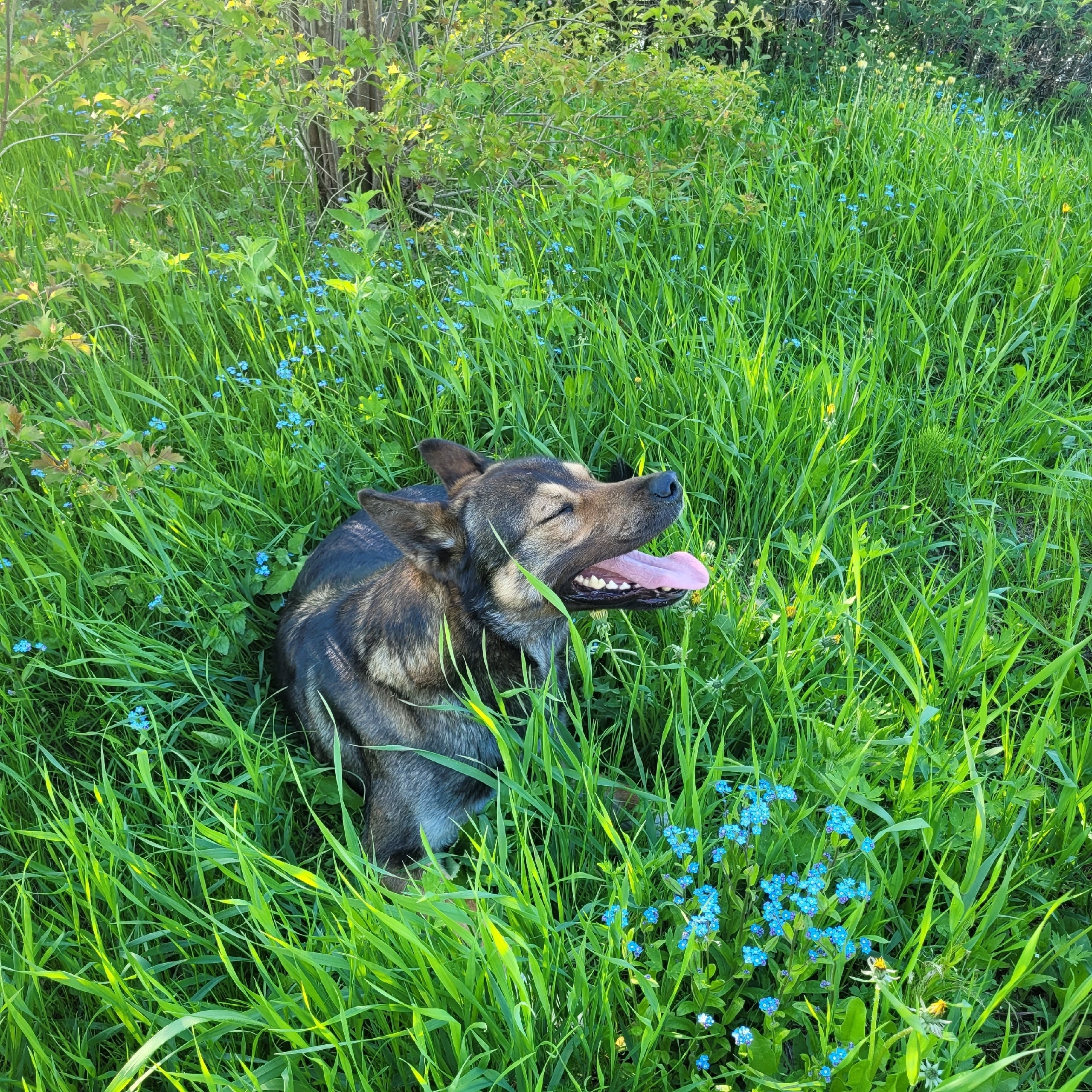«Не стало нашего друга... Наш Алисыч...» - в Кеми опять расстреляли бездомную собаку