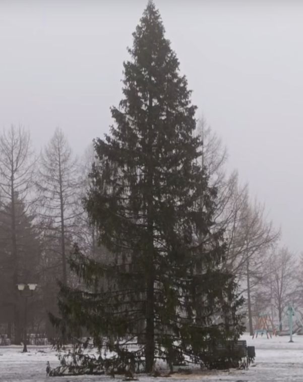 Гигантская елка стала сердцем новогодней Кондопоги