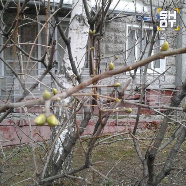 Неурожай грозит россиянам из-за аномально теплой зимы