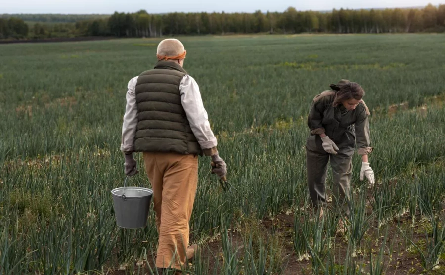 На развитие малого агробизнеса в Карелии направят 40 млн рублей
