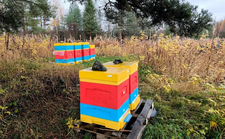 Резидент Арктической зоны создает пасеку и малинник в Костомукше